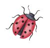 joaninha joaninha